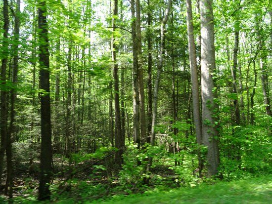 Great Smoky Mountain National Park