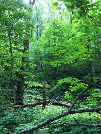 Chimneys Picnic Area